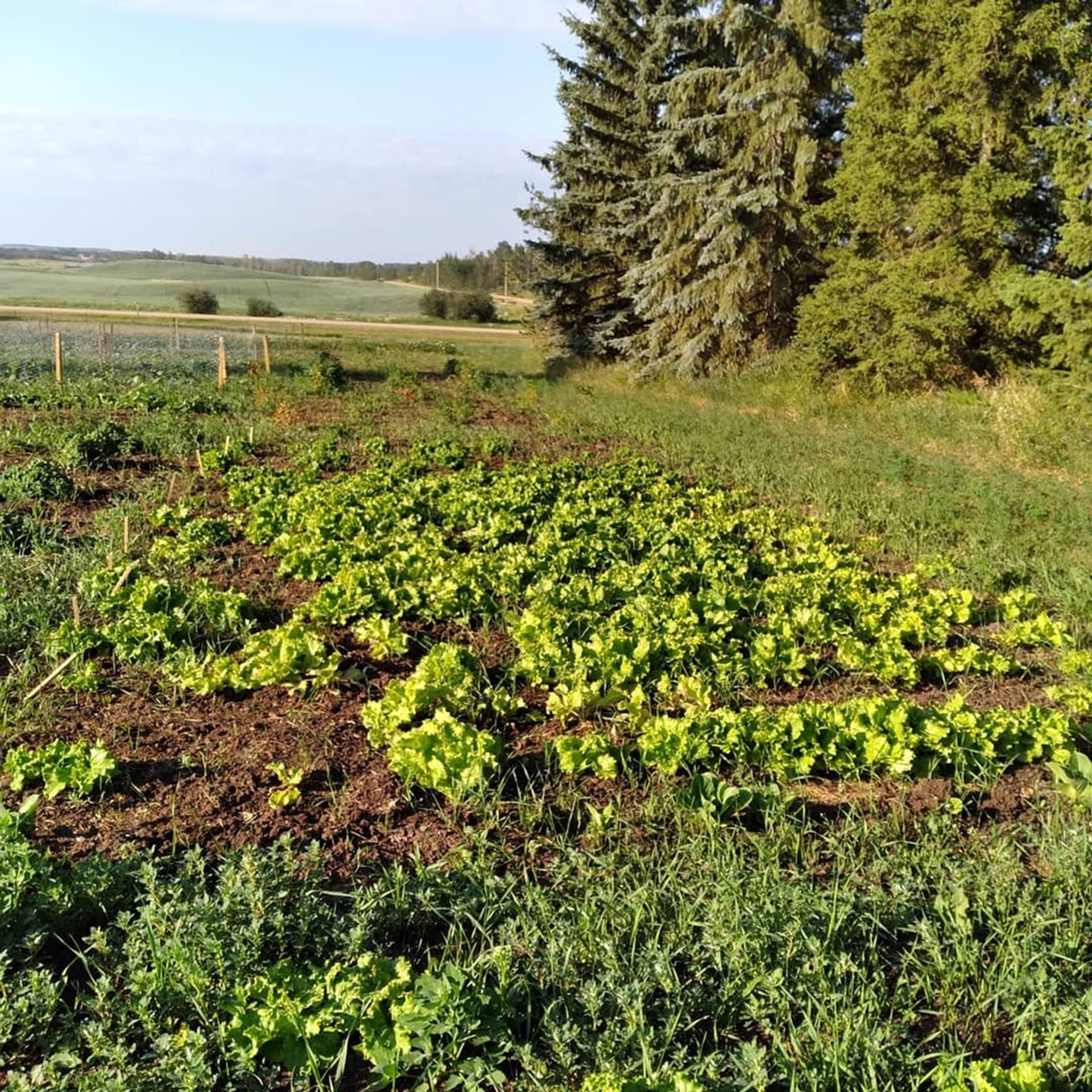 Vegetable garden rows of leafy greens beside tall evergreen trees and open fields.