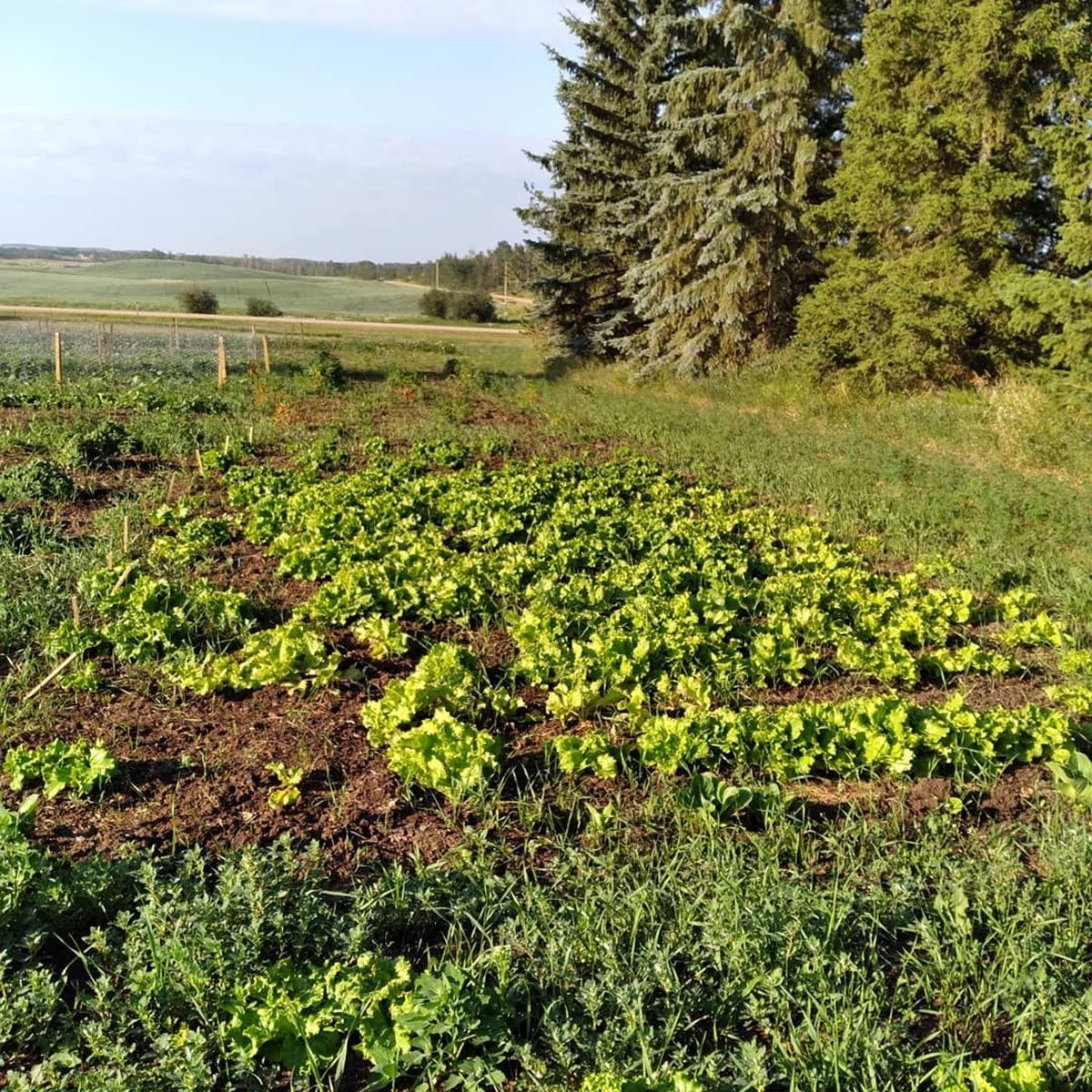 Vegetable garden rows of leafy greens beside tall evergreen trees and open fields.