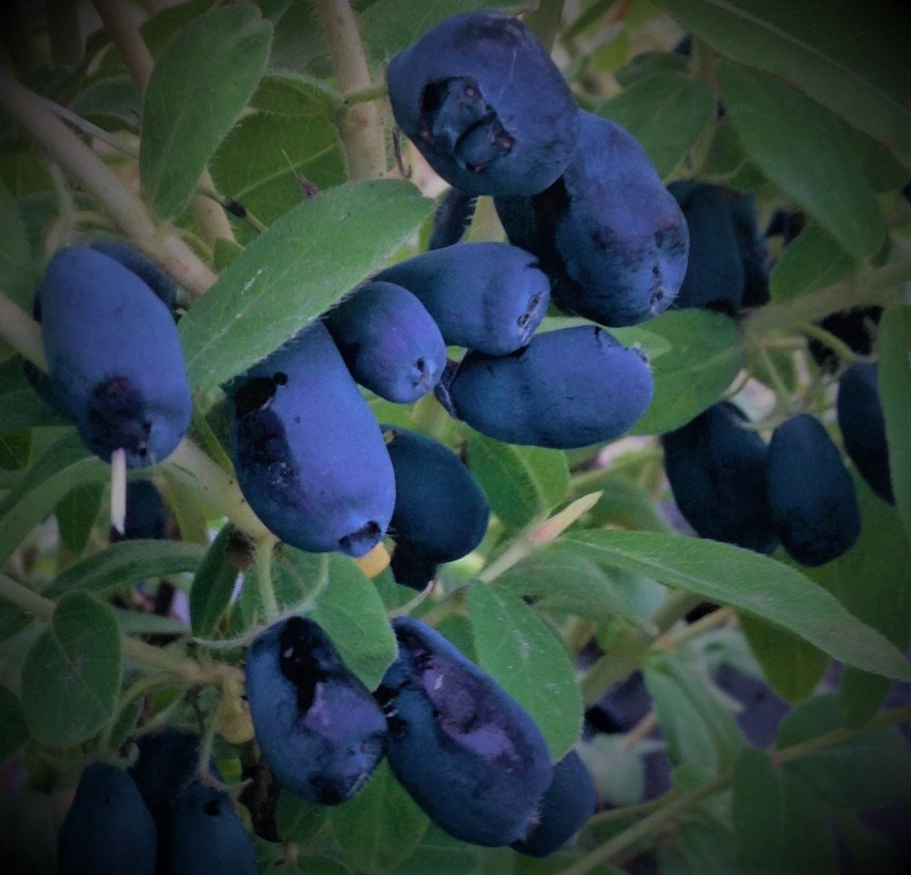 Cluster of ripe blue haskap berries hanging among green leaves on a shrub.