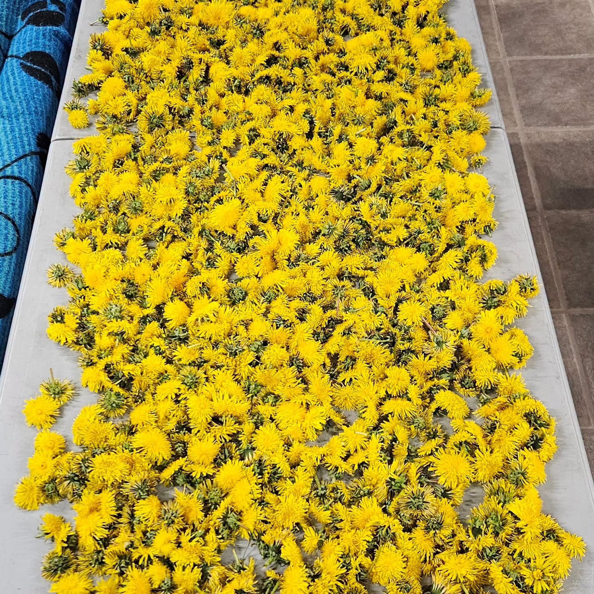 Dandelion flower heads spread across a large white surface beside tiled flooring.