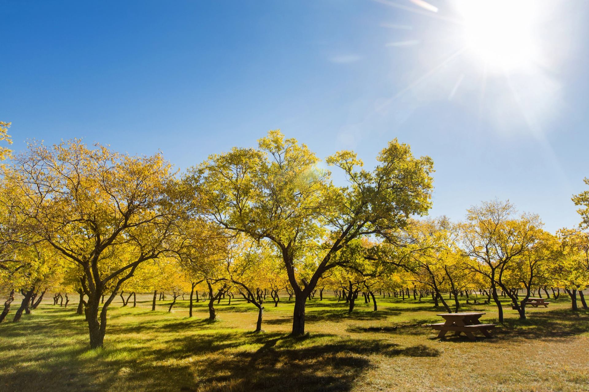 Sunlit grove of yellow trees with picnic tables under a clear blue sky.