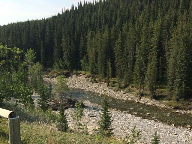A creek surrounded by trees