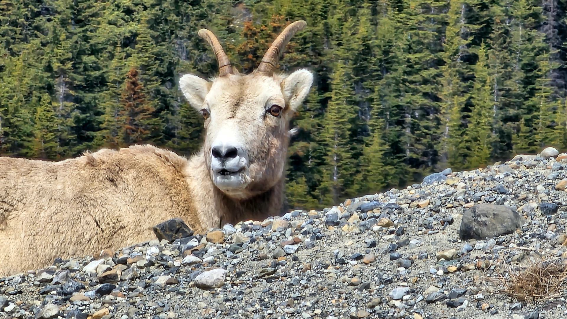 Mountain goat with curved horns stands on rocky slope before dense evergreen forest.