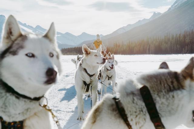 A close up of the huskies resting on a dog sledding tour, mountains, forest and sun in background, while sledding in Spray Lakes in Canmore.