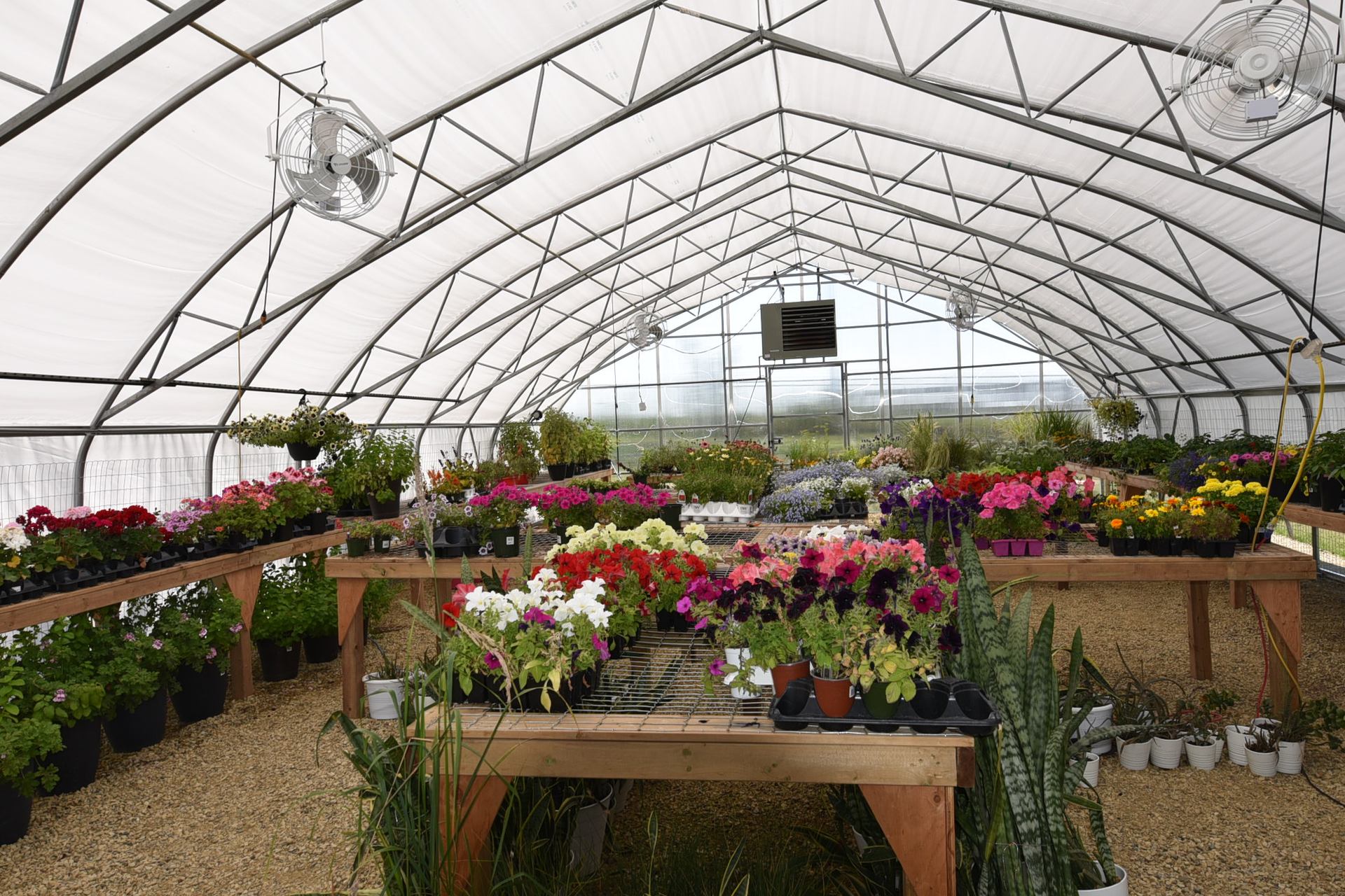Greenhouse with rows of potted flowers, wooden beds, and two hanging fans under white canopy.