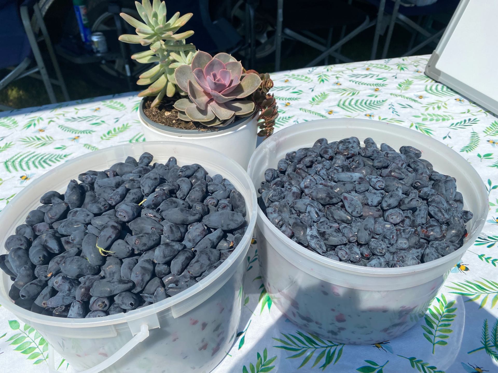 Plastic tubs filled with dark berries beside potted succulents on patterned tablecloth.