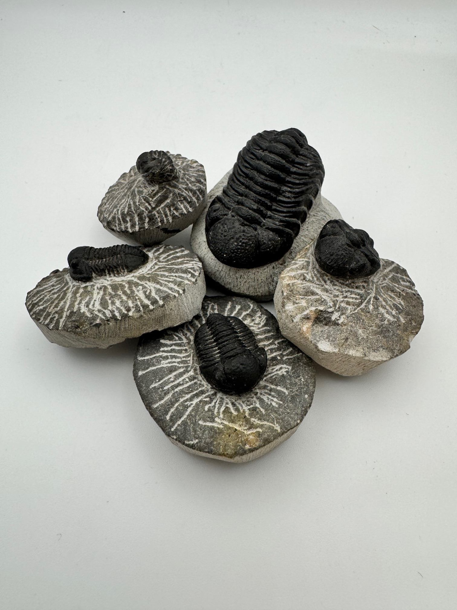 Group of dark trilobite fossils displayed on light stone bases against a white background.