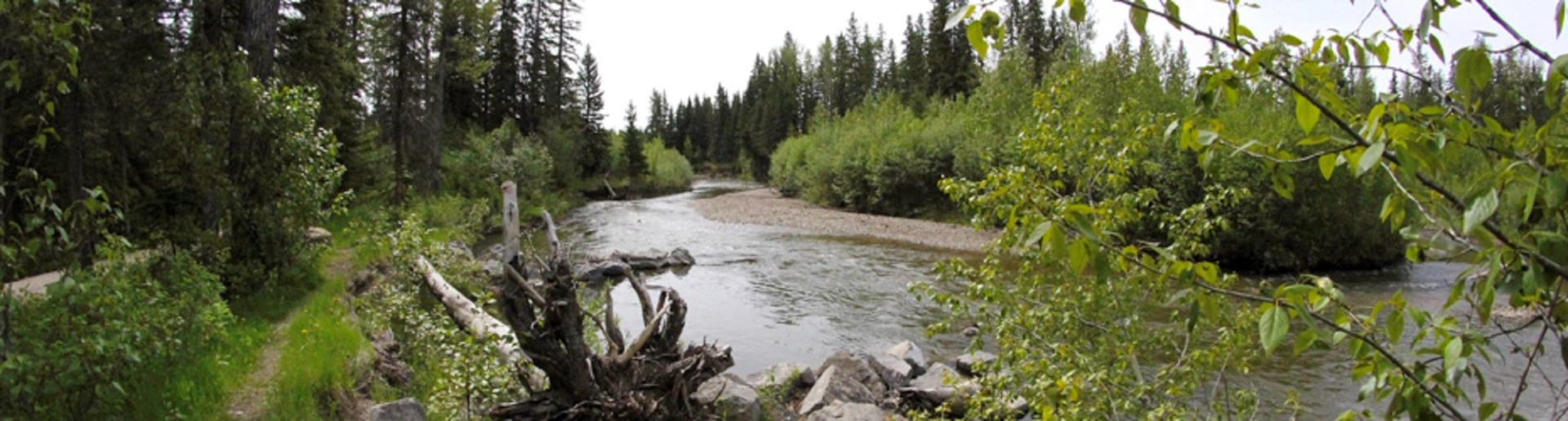 A river at Strachan Campground