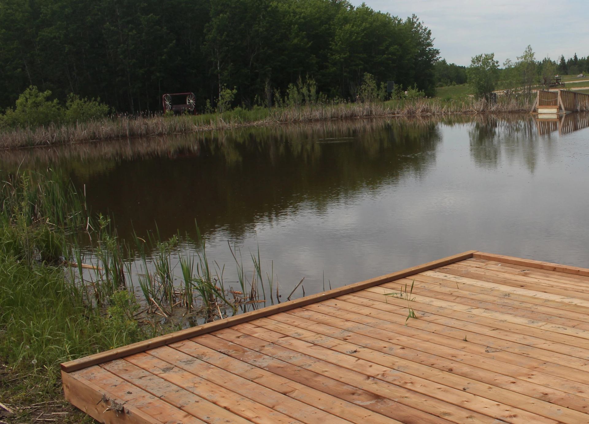 Wooden dock beside calm pond with reeds and dense trees in the background.