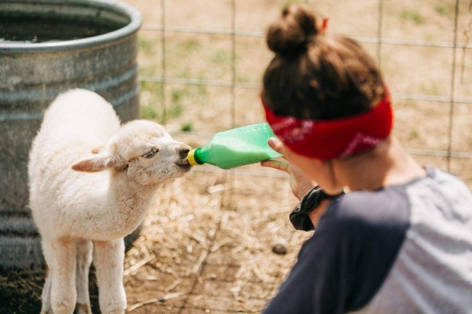 Person with red headband bottle-feeds a lamb beside a metal water trough.