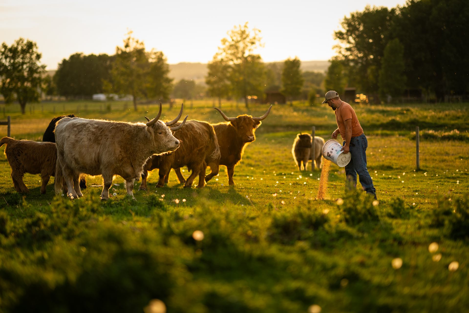 Person pours feed for Highland cattle in a grassy pasture at Hartell Homestead.