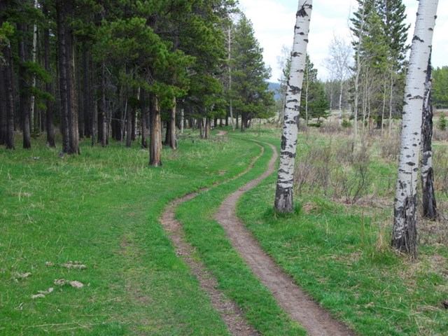 A grassy tree lined trail