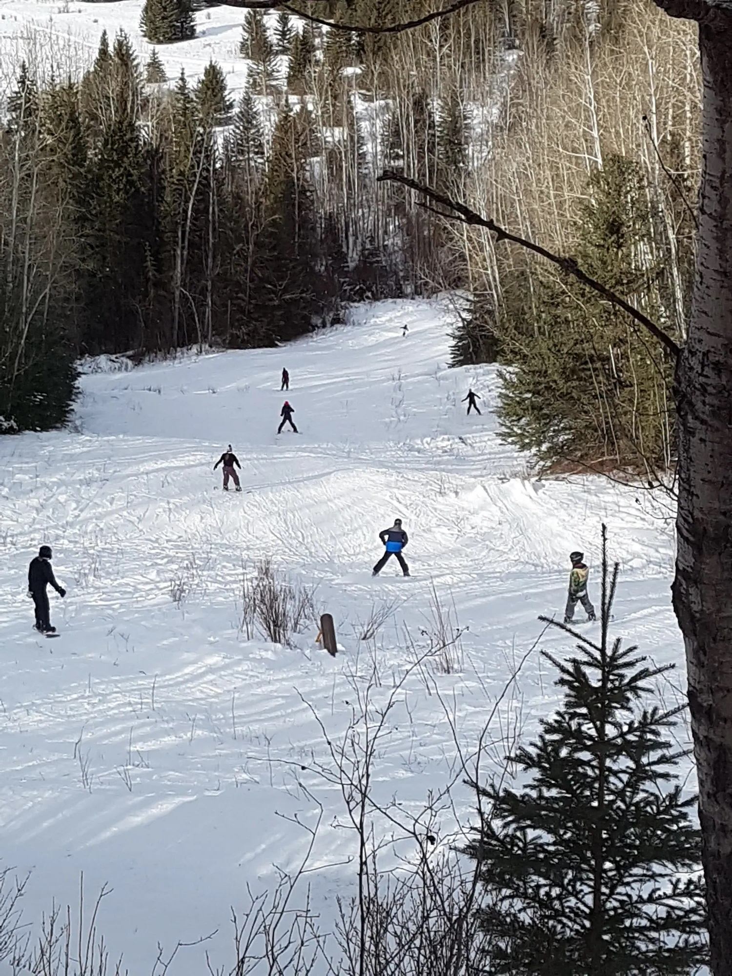 Skiers and snowboarders on a snowy forest slope.