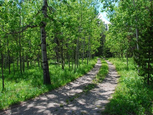 Dirt trail winding through dense green forest on a sunny day