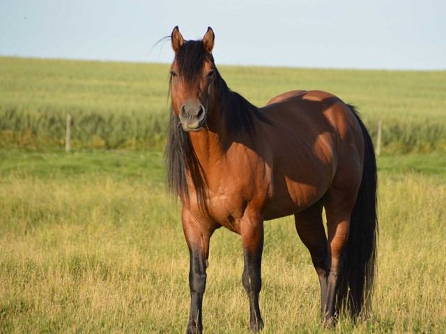 Majestic Arabians Ranch | Canada's Alberta thumbnail