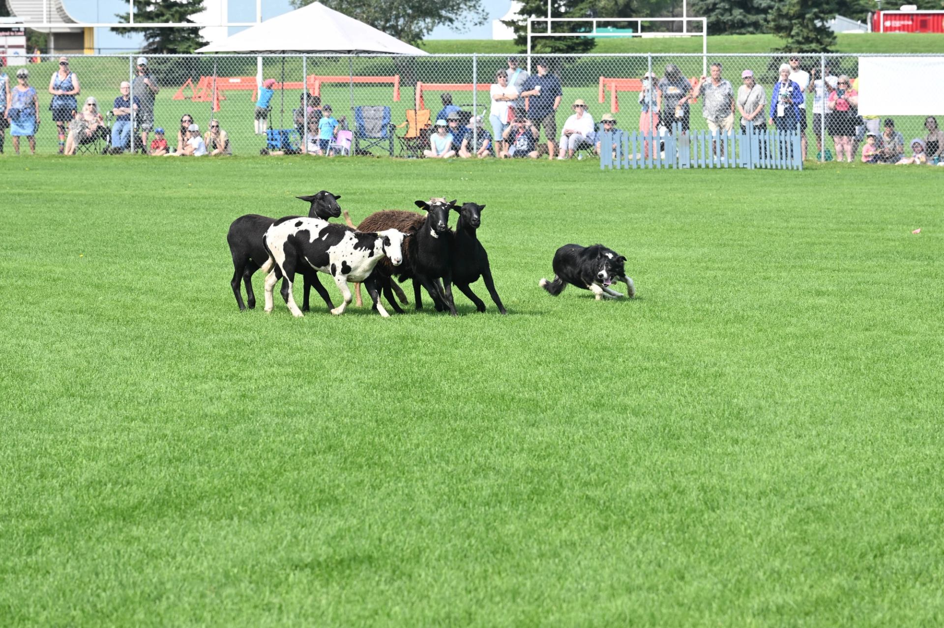 Dog herds sheep on grassy field as spectators watch behind fence.