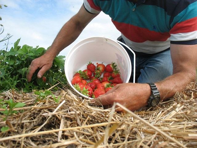 Stevens Strawberries | Canada's Alberta thumbnail