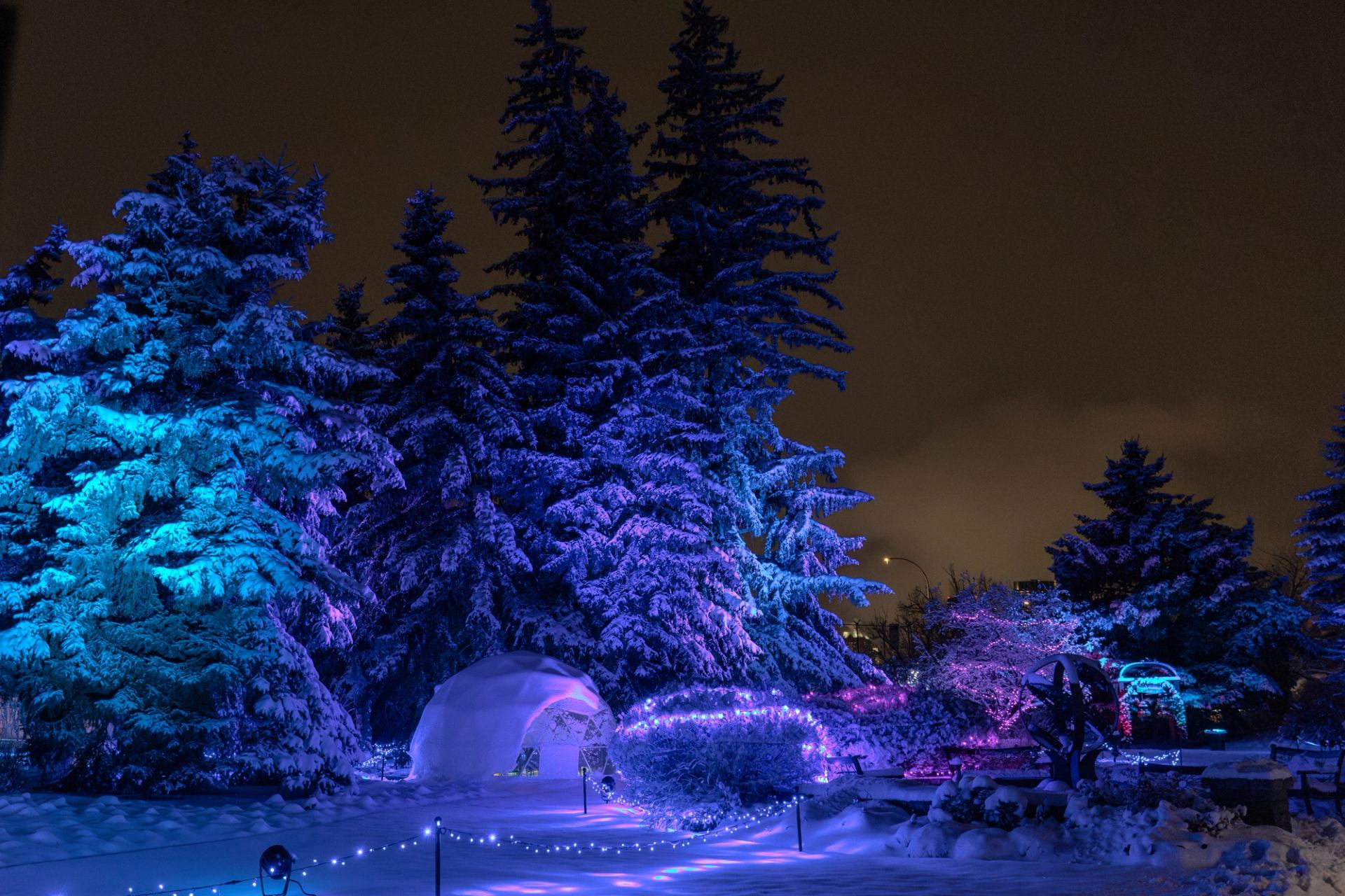 Illuminated snowy trees with purple blue lights, arched archway, and lighted walkway at night.