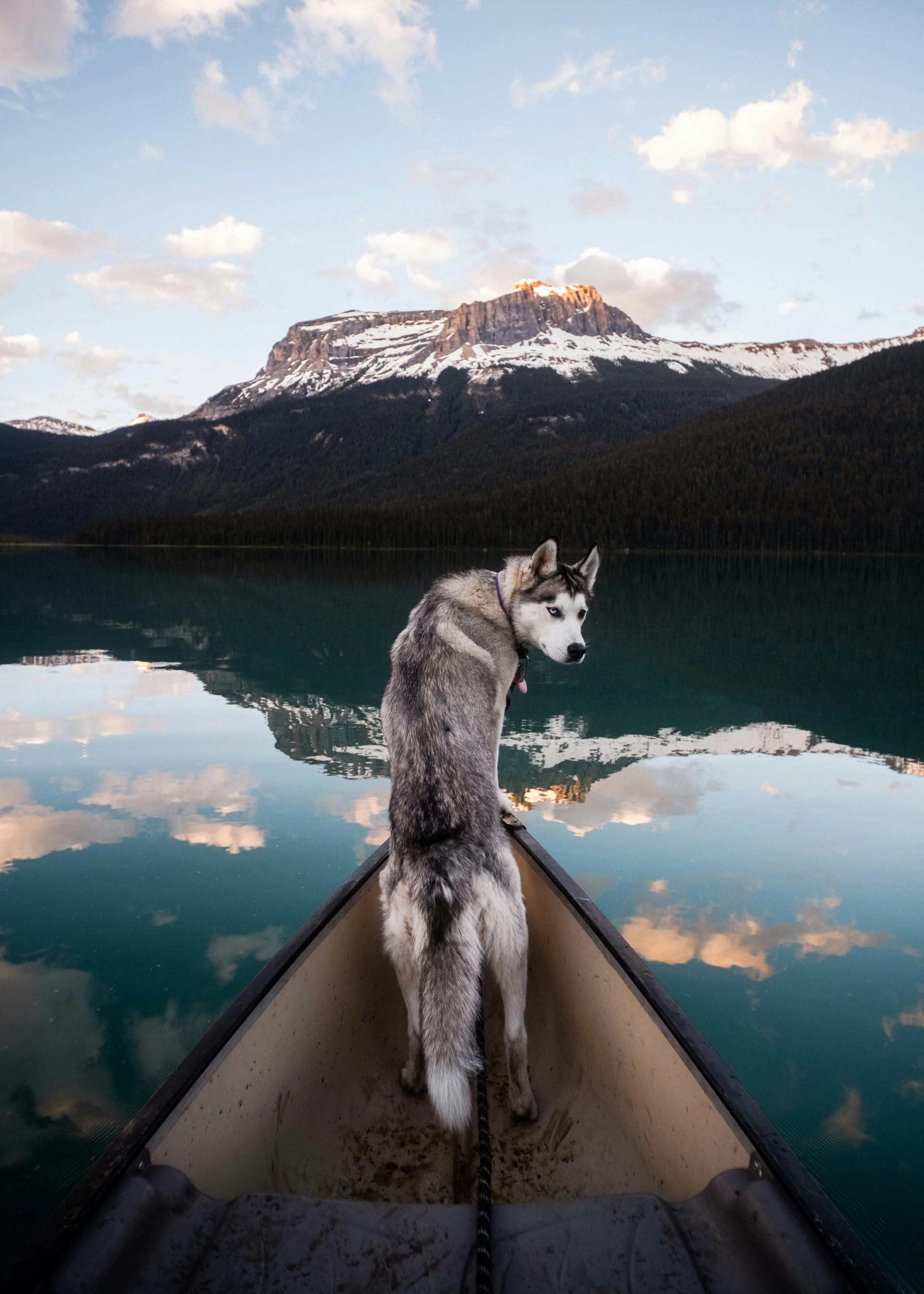 Husky standing in a canoe on calm lake, facing snowy mountain and reflection.