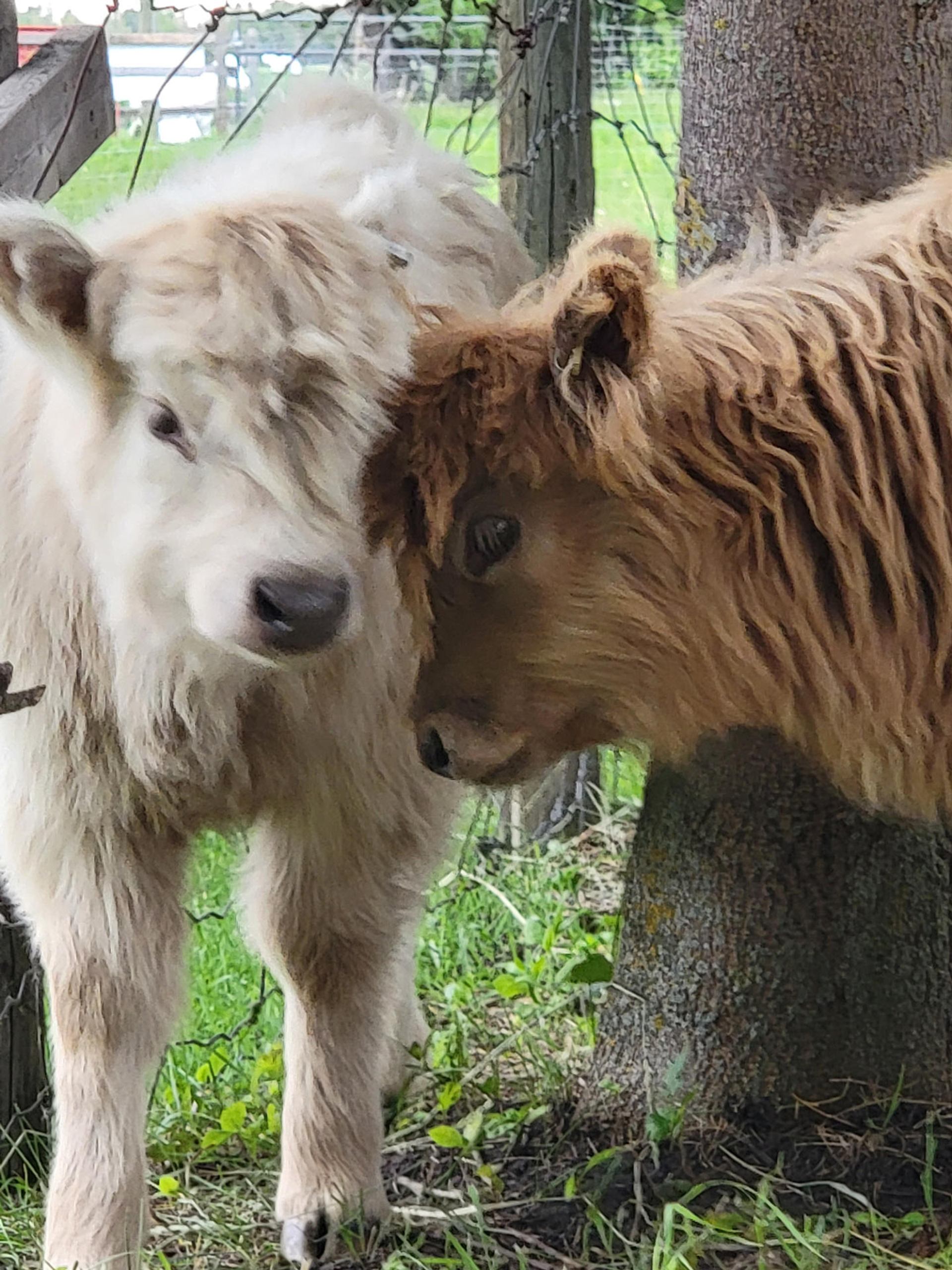 Two shaggy calves stand close together beside a tree in a fenced grassy area.