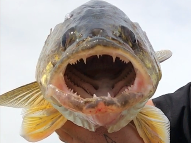 Close-up of fish with open mouth and visible teeth, held by angler.