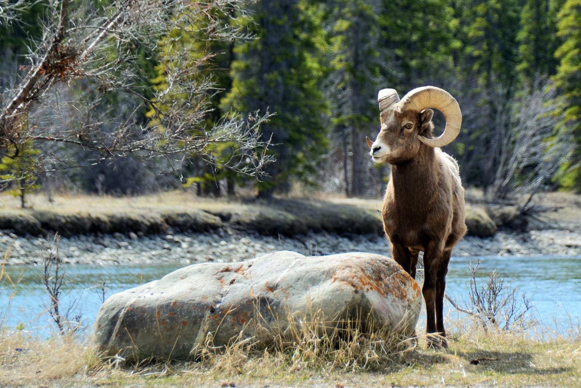 A bighorn sheep near a lake