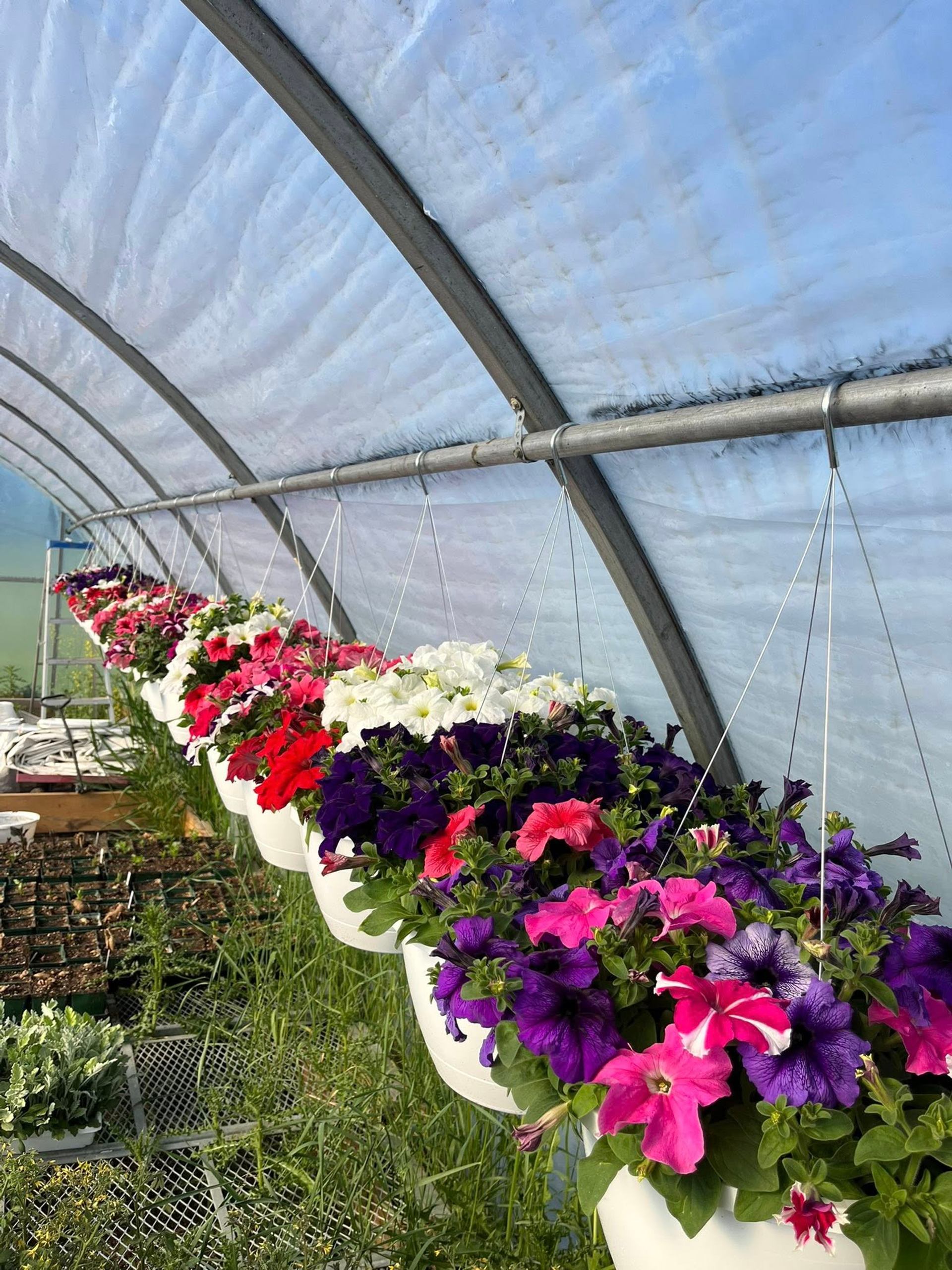 Row of hanging baskets with colourful petunias inside a curved greenhouse structure.