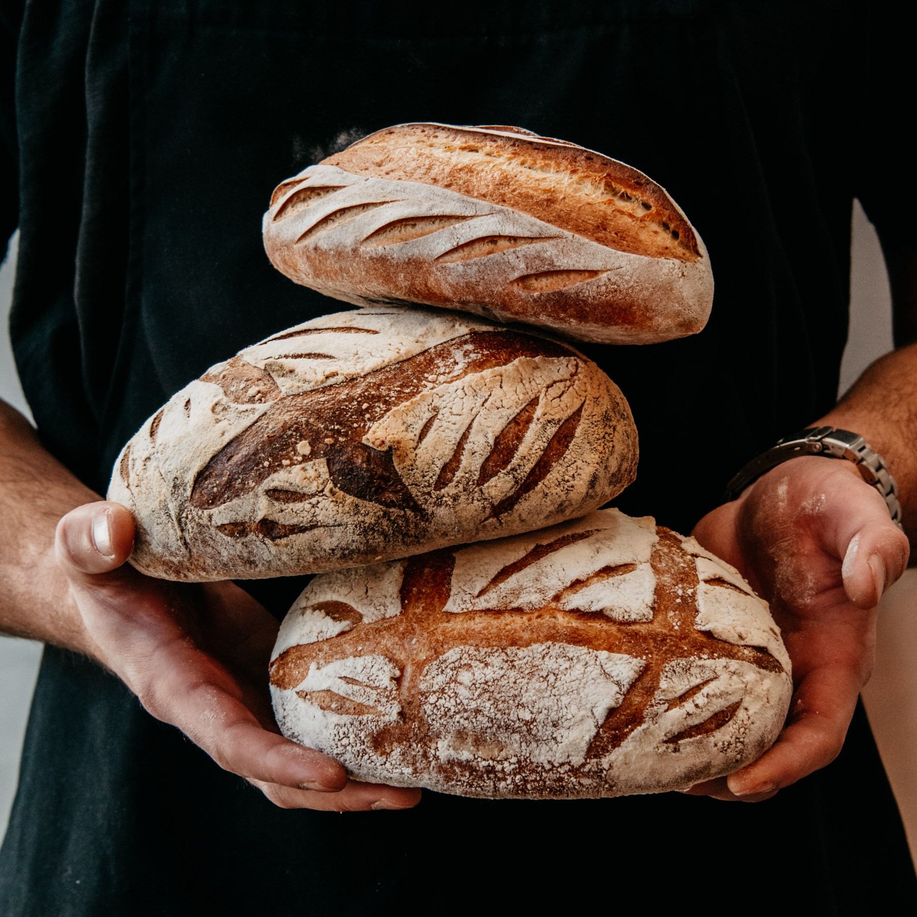 Loaves of rustic bread dusted with flour held in hands, black background.