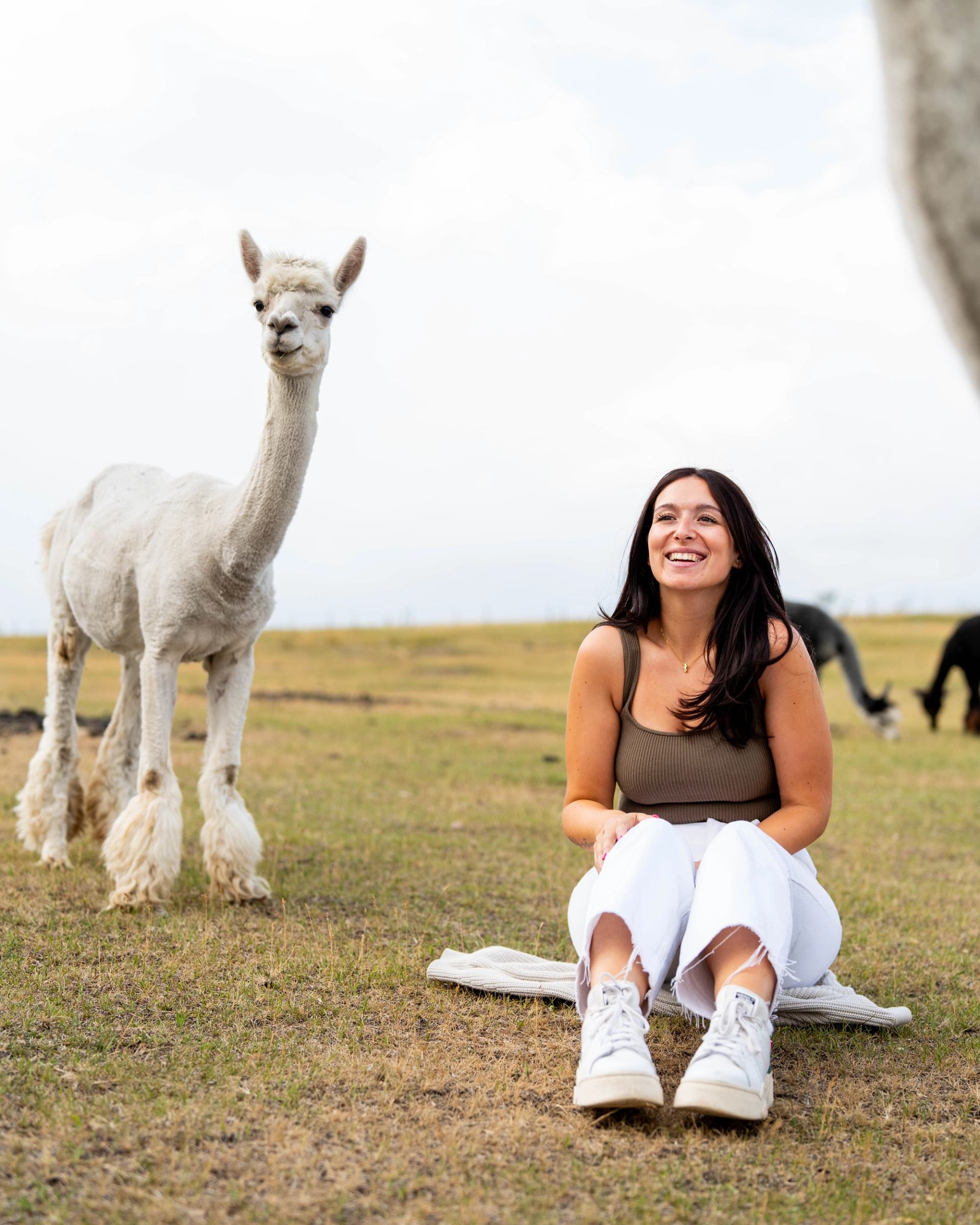 Woman sitting on a blanket in a field with alpacas nearby at Kirk’s Alpaca Farm.
