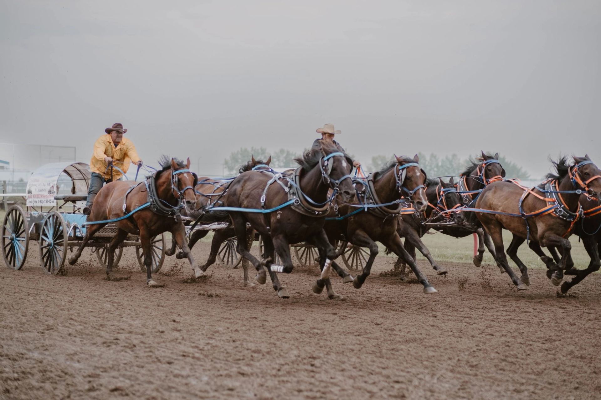Chuckwagons race across a dirt track, teams of horses pulling drivers in hats.