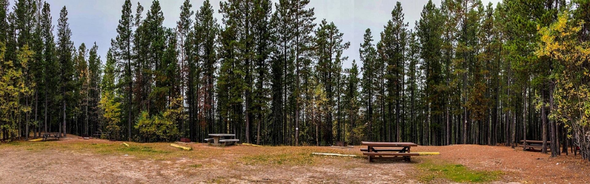 Picnic tables in a clearing surrounded by tall pine trees in a forest setting