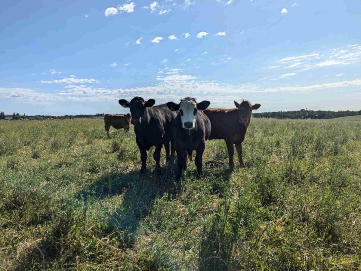 Cows stand in a grassy field under a blue sky with scattered clouds.