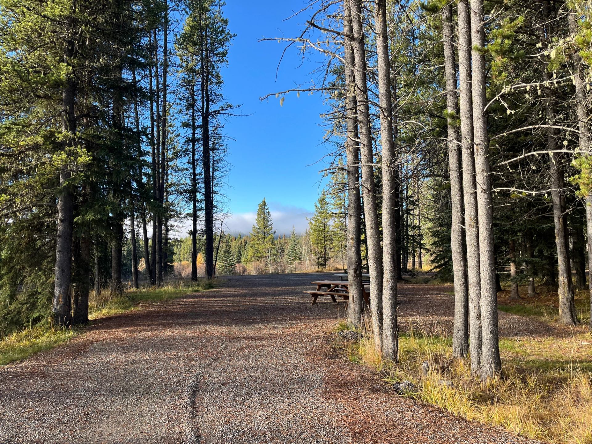 Forest campsite with tall evergreen trees, gravel clearing and wooden picnic table under blue sky.