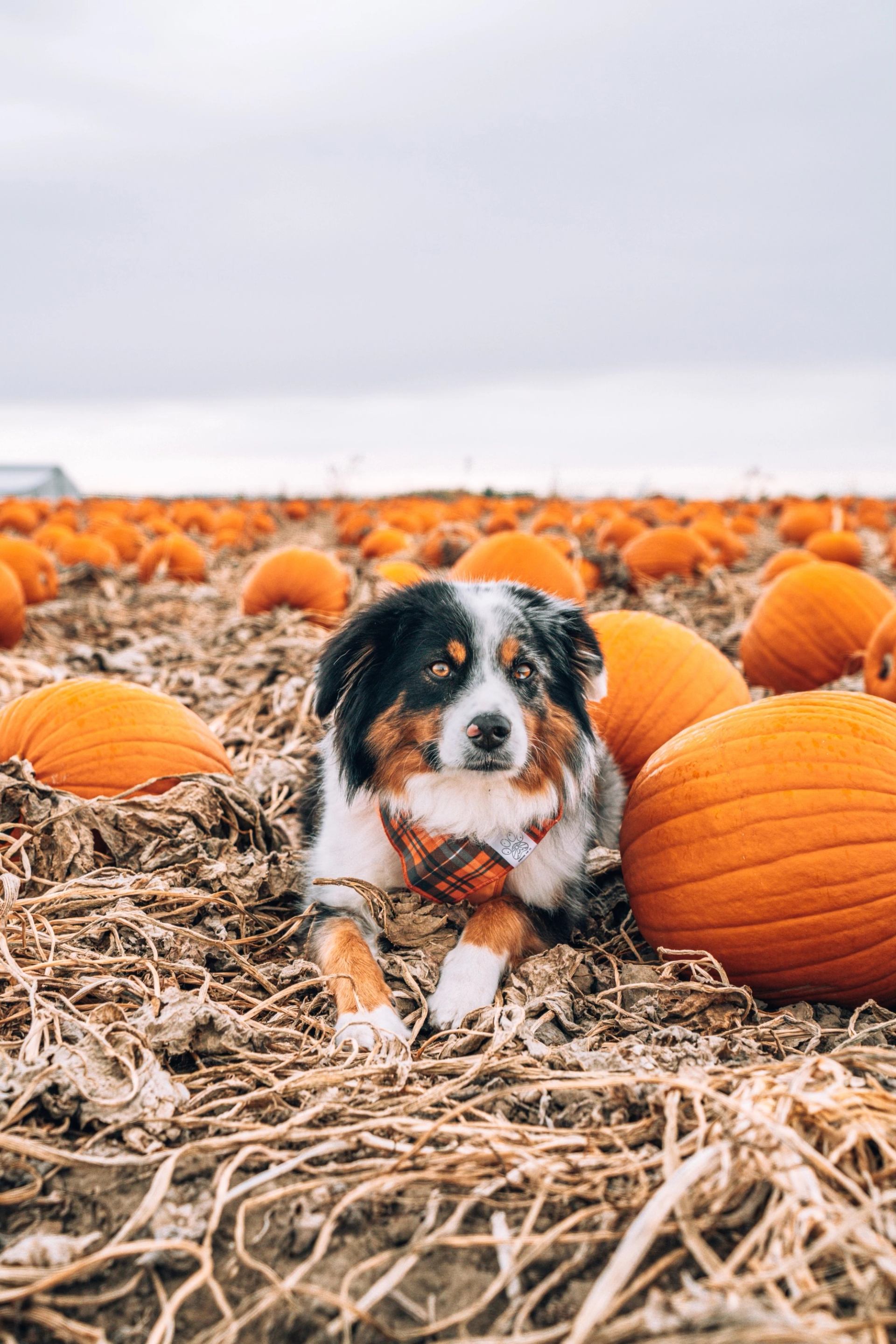 Dog resting in a straw-covered pumpkin patch on an overcast fall day.