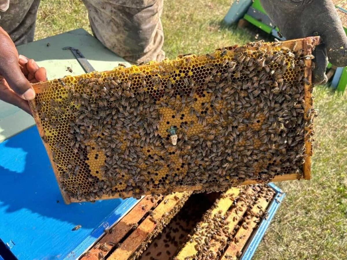Gull Lake Honey Company displays a honeycomb frame covered with bees above an open hive.