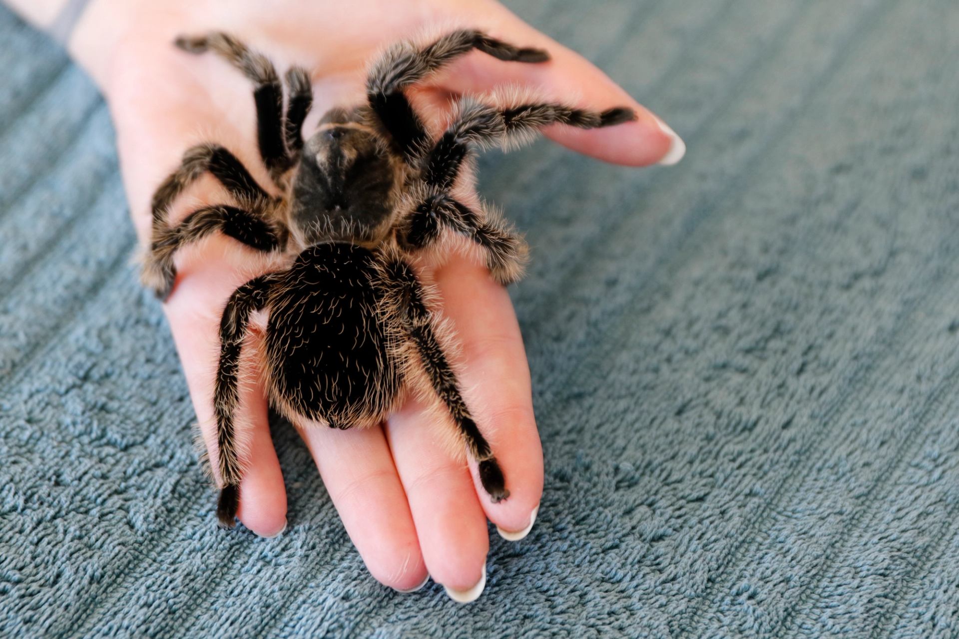 Large tarantula resting on an outstretched hand over a textured blue surface.