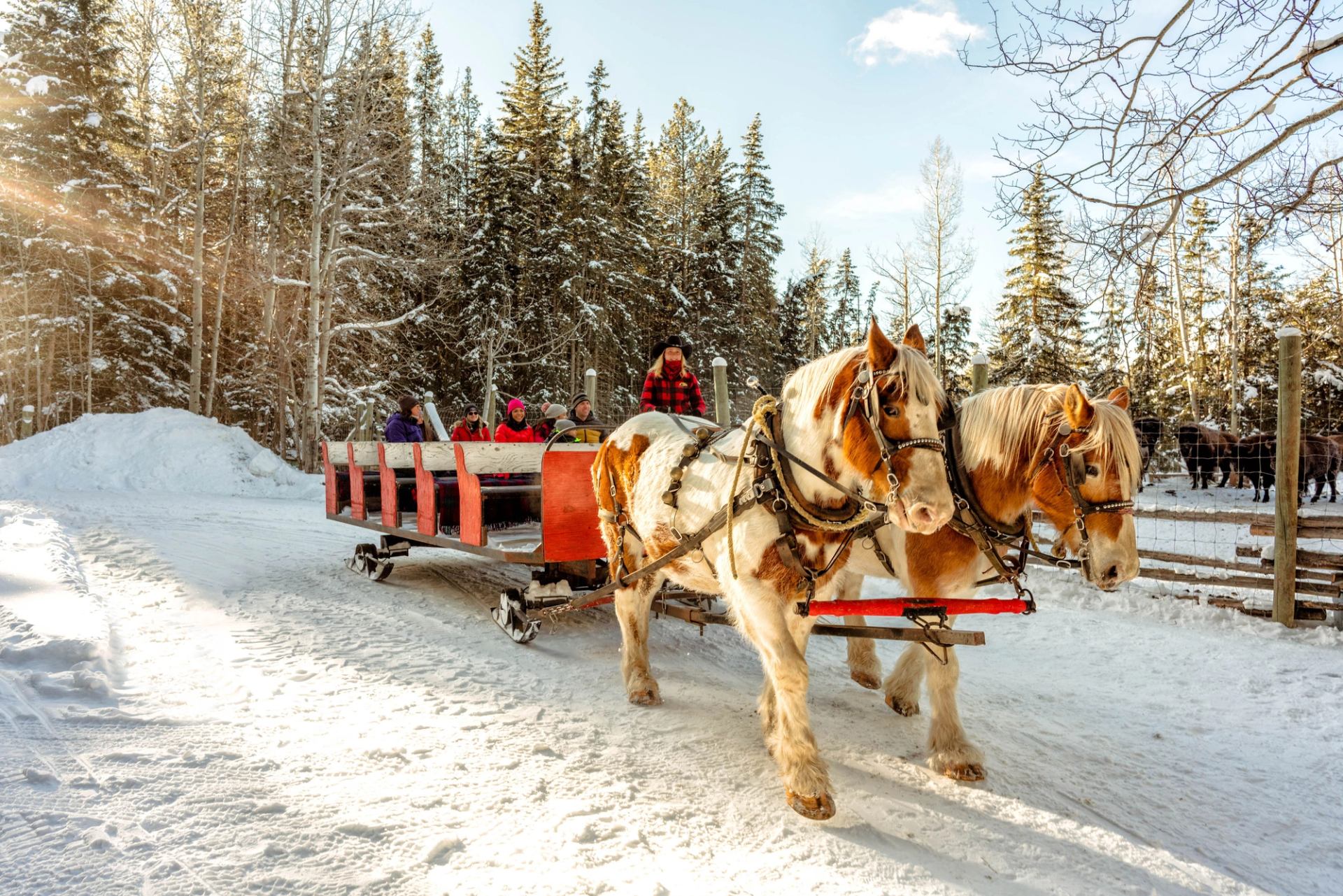 A horse-drawn sleigh filled with smiling guests stopped near the buffalo viewing pen, watching a her