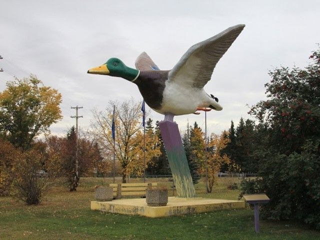 World's Largest Mallard Duck | Canada's Alberta thumbnail