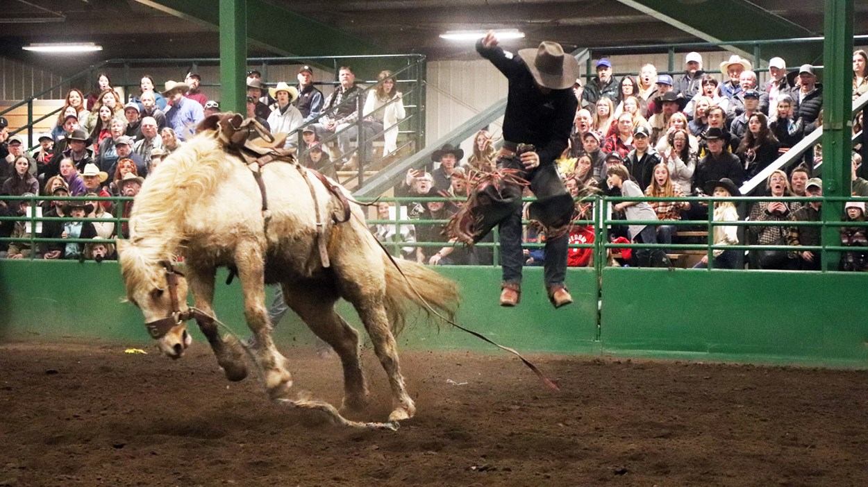 Rodeo rider falls from bucking horse in indoor arena before packed grandstand crowd.