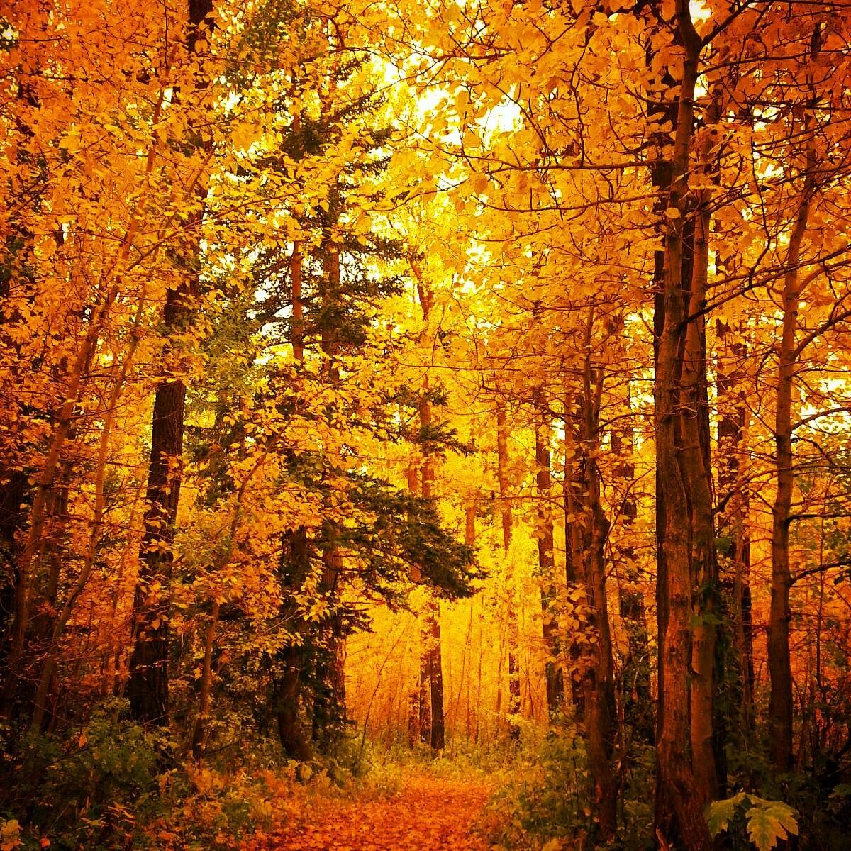 Autumn forest with tall trees and orange-yellow leaves along a narrow path.