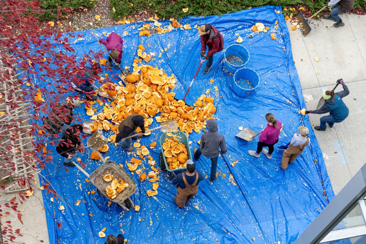 People shovel smashed pumpkins into wheelbarrows on a large blue tarp.