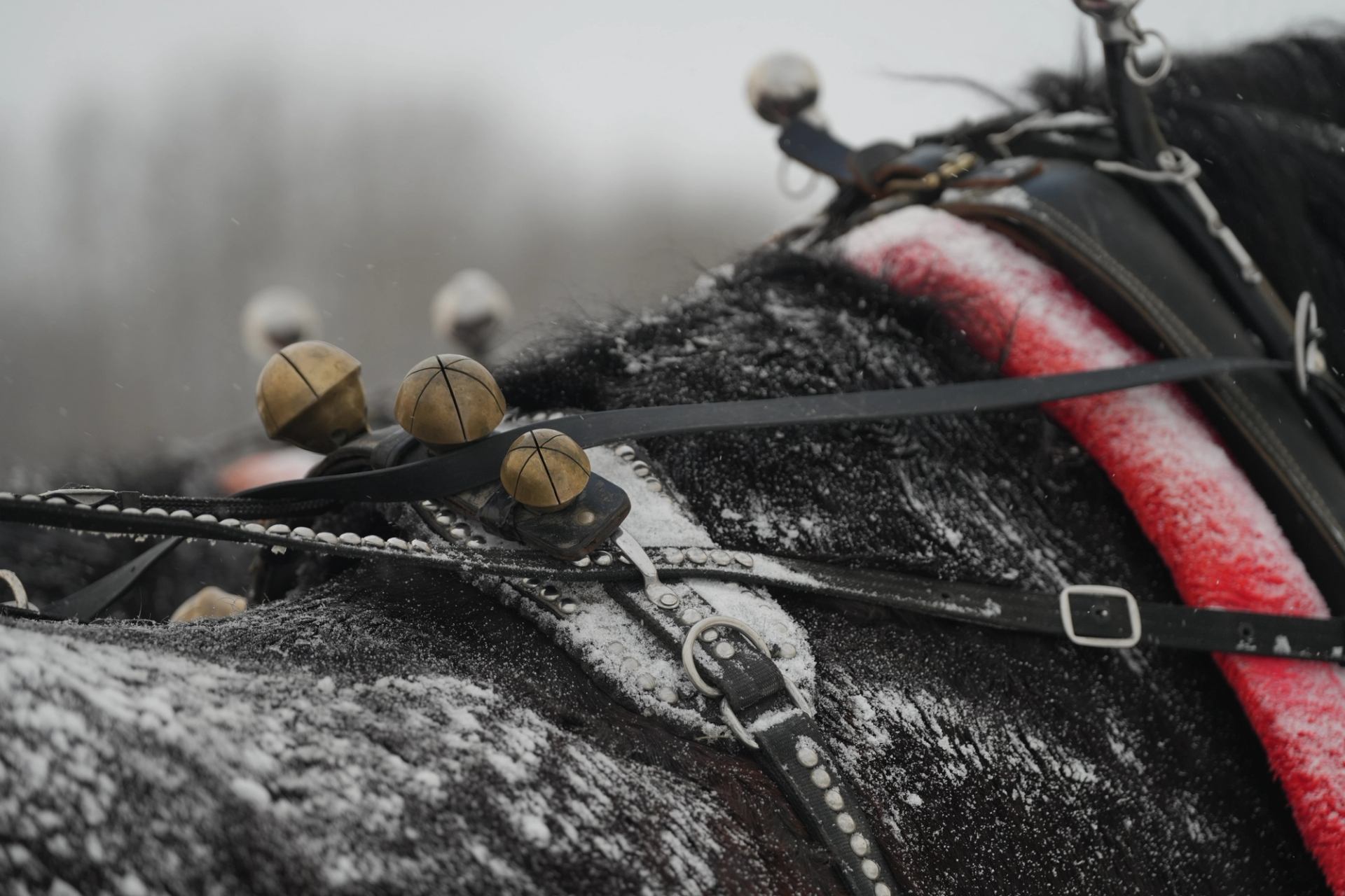 Horse harness with sleigh bells and red shaft covered in snow and frost.
