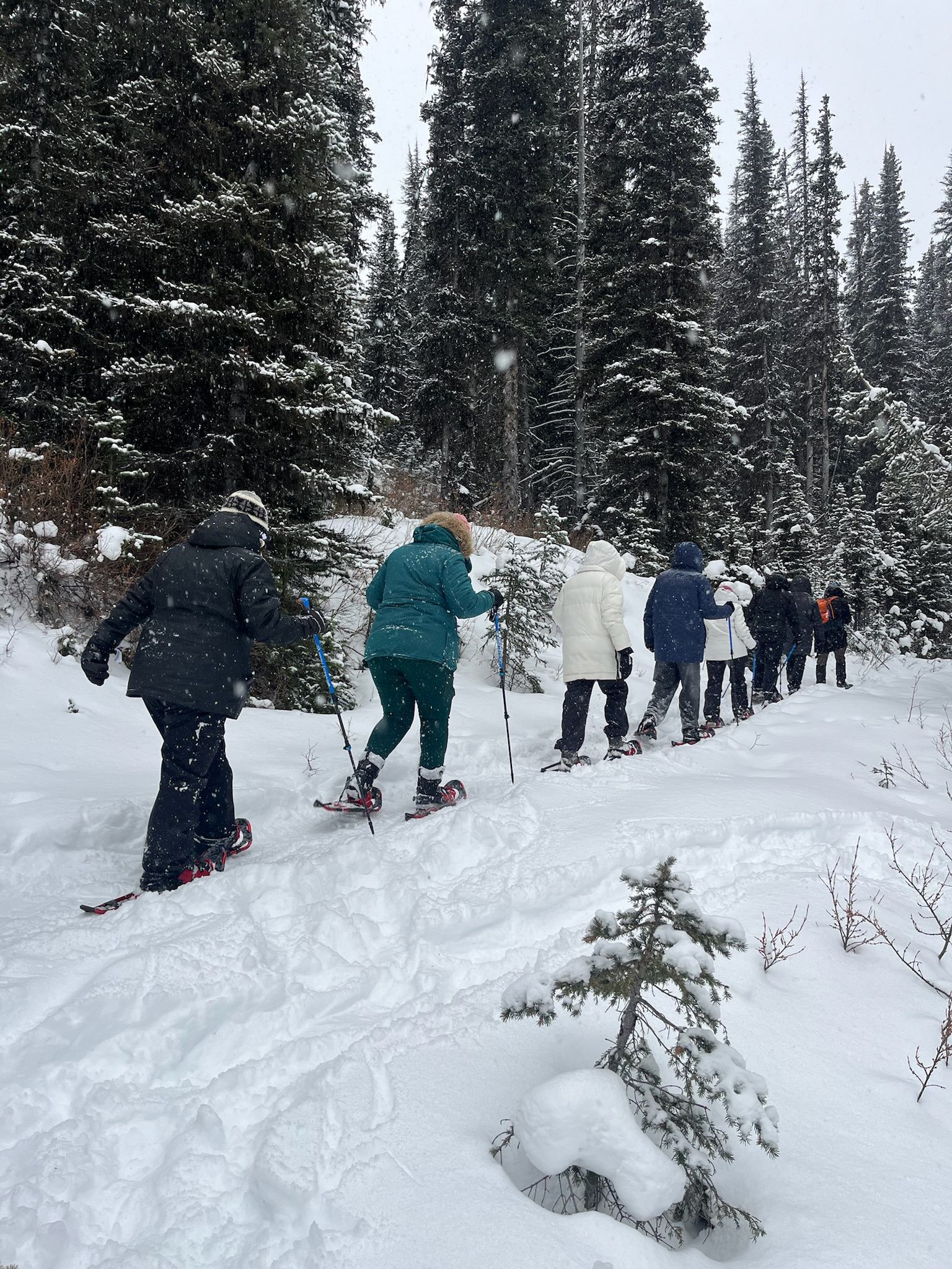 Group snowshoeing along a snowy forest trail surrounded by tall evergreen trees.