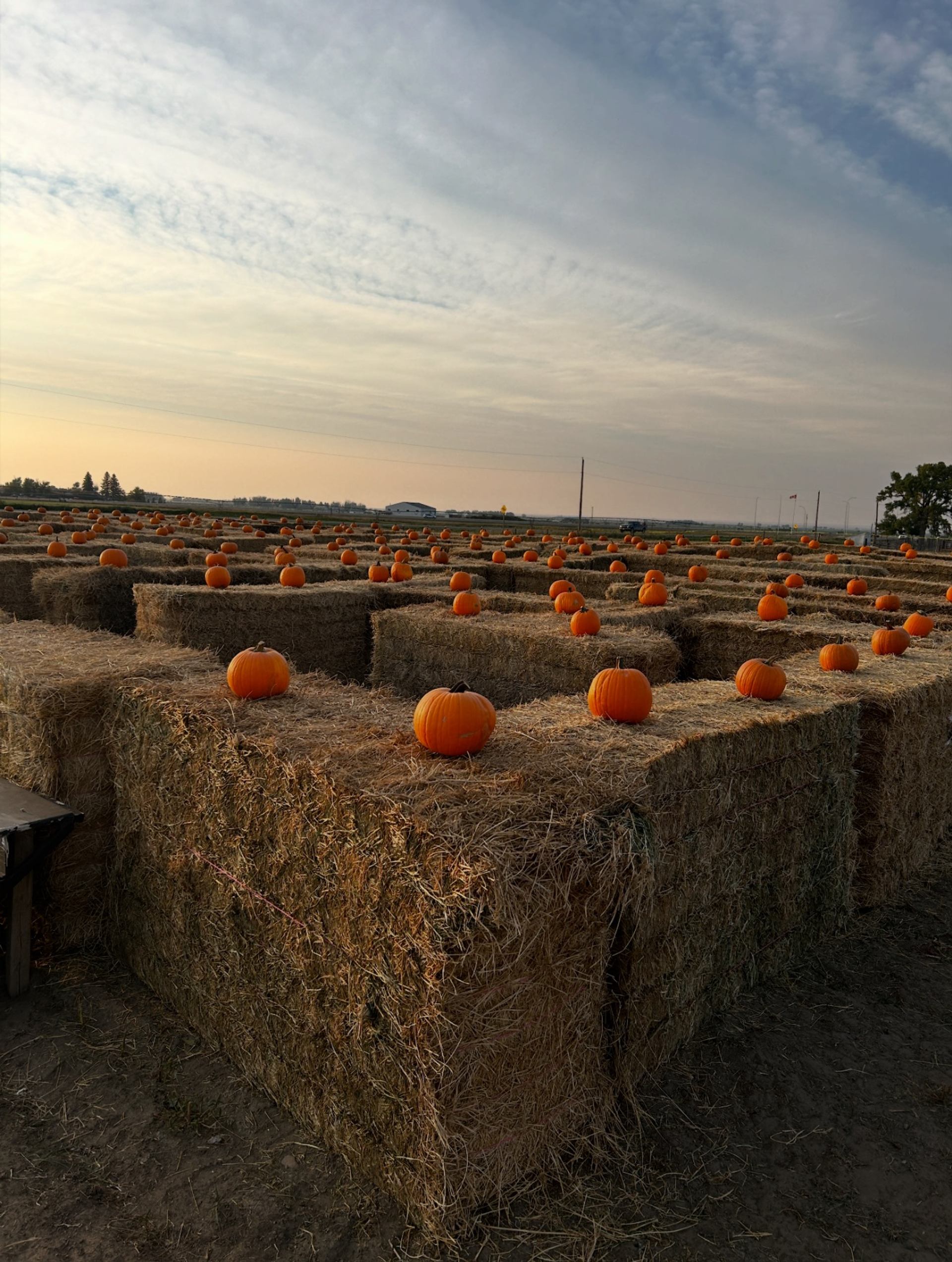 Hay bale maze with pumpkins under a warm, partly cloudy sky.