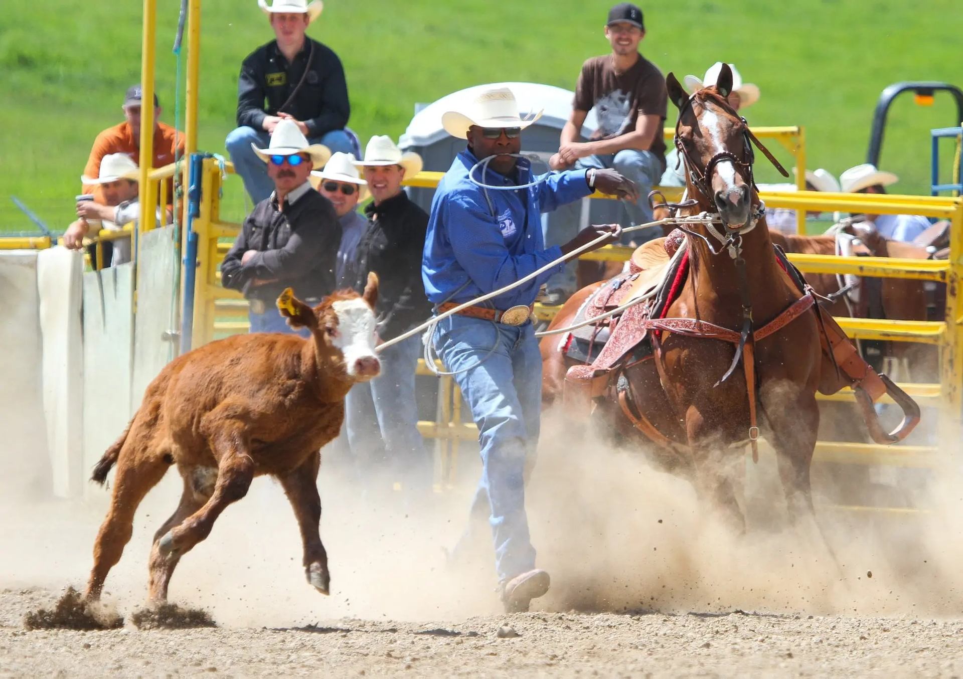 Rodeo competitor on horseback ropes a running calf as spectators watch from metal stands.