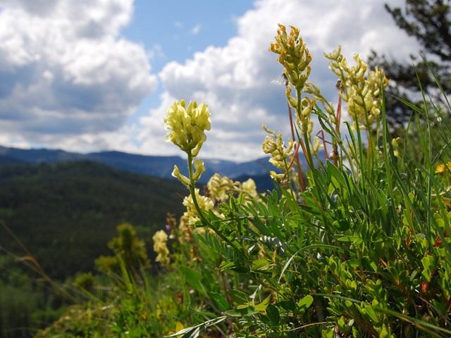 Yellow wildflowers grow on a grassy slope with distant hills and clouds in view.