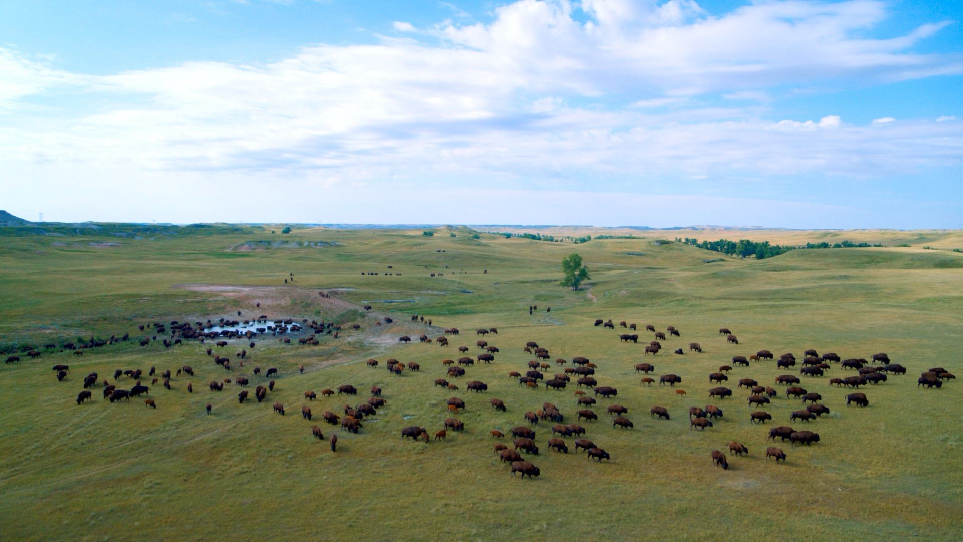  Large herd of buffalo on the prairie