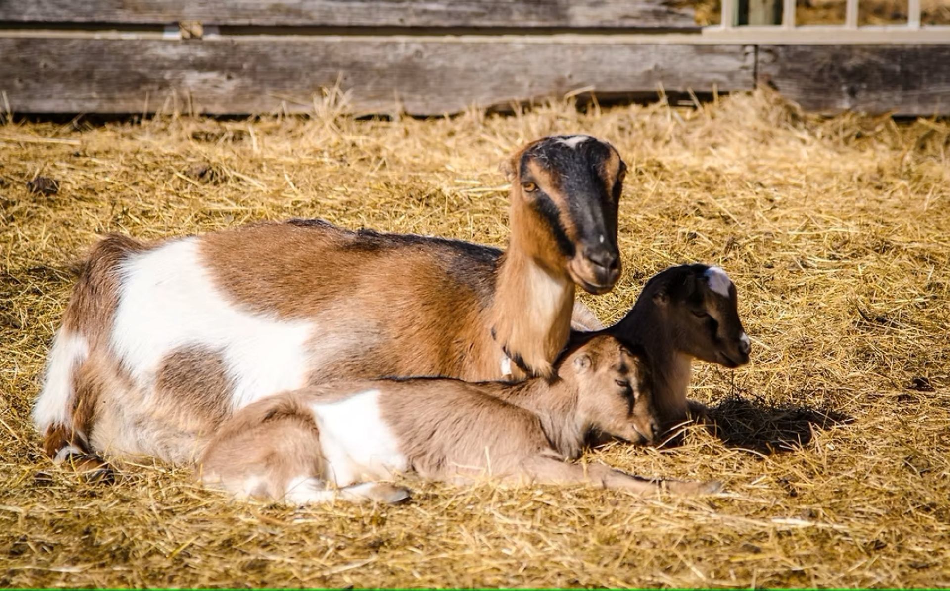 Brown and white goat resting on straw with two young goats beside it