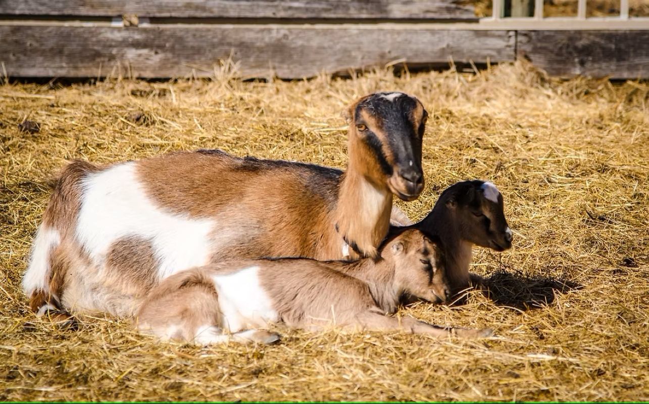 Brown and white goat resting on straw with two young goats beside it