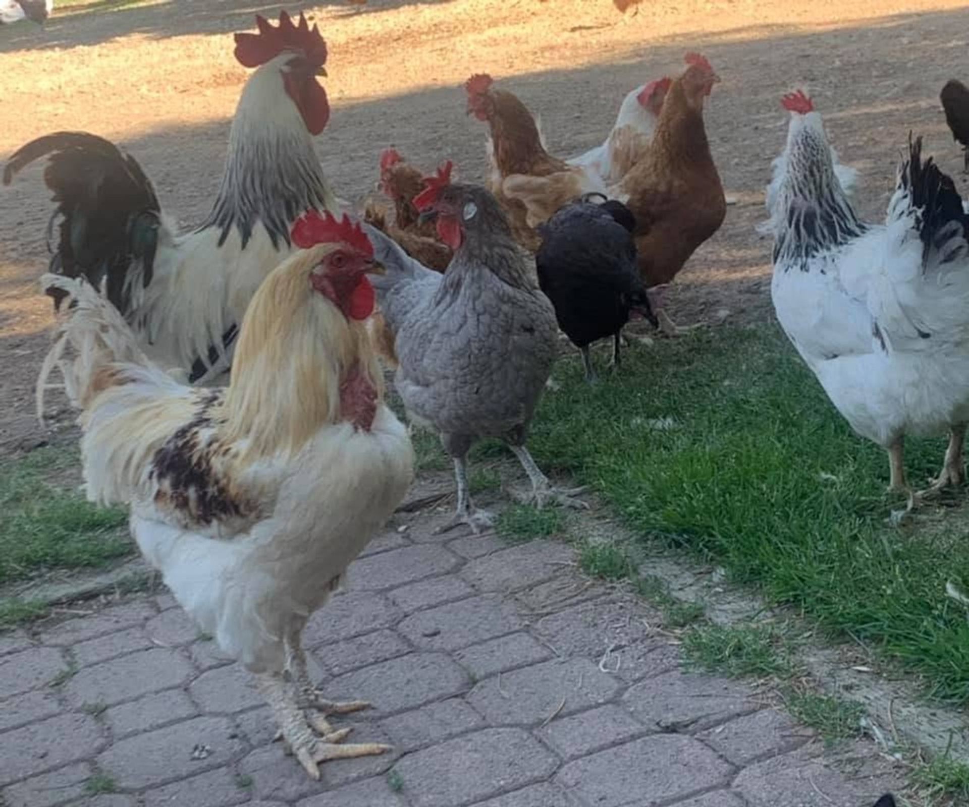 Mixed flock of chickens standing on grass and stone path in farmyard.